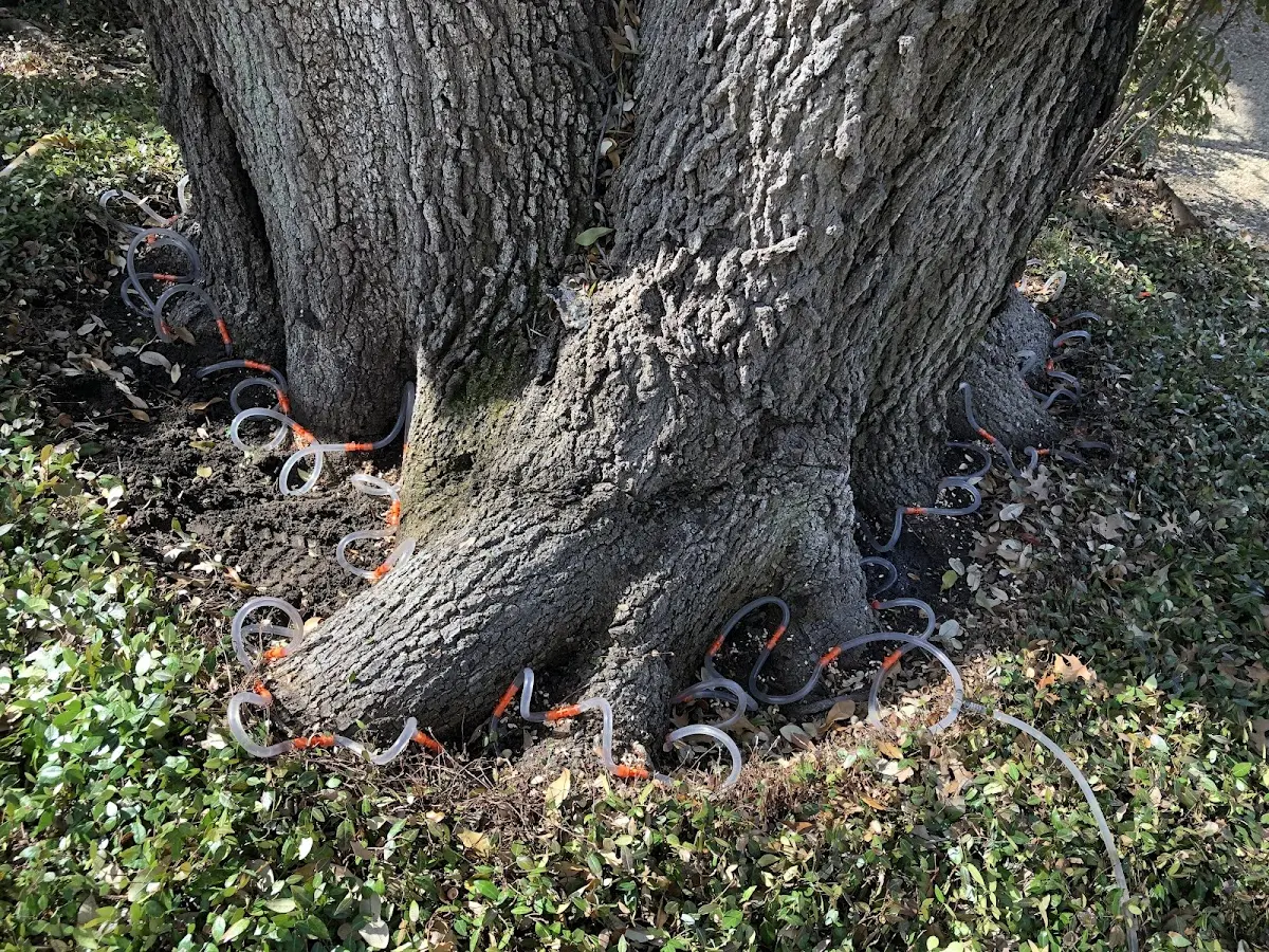 Detailed Tree Cabling and Bracing job site in Medusa