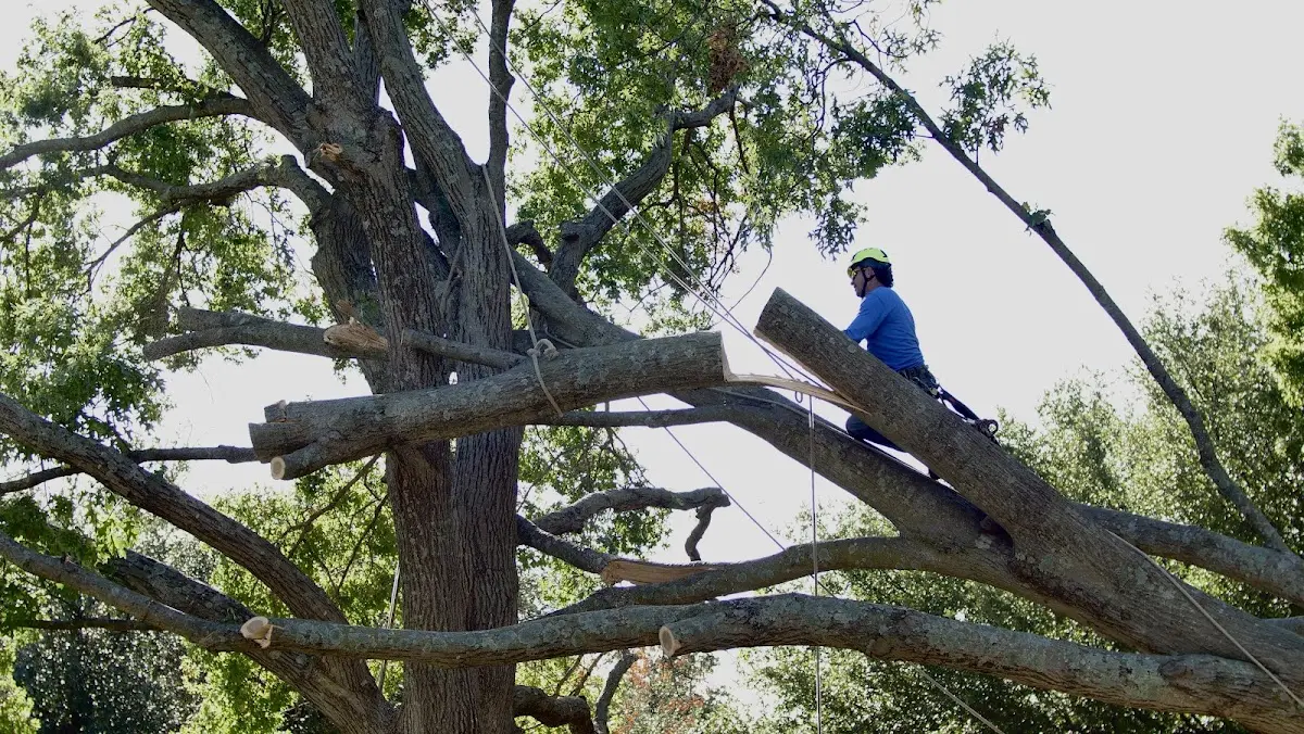 Professional Crown Thinning performed by certified arborists in Medusa