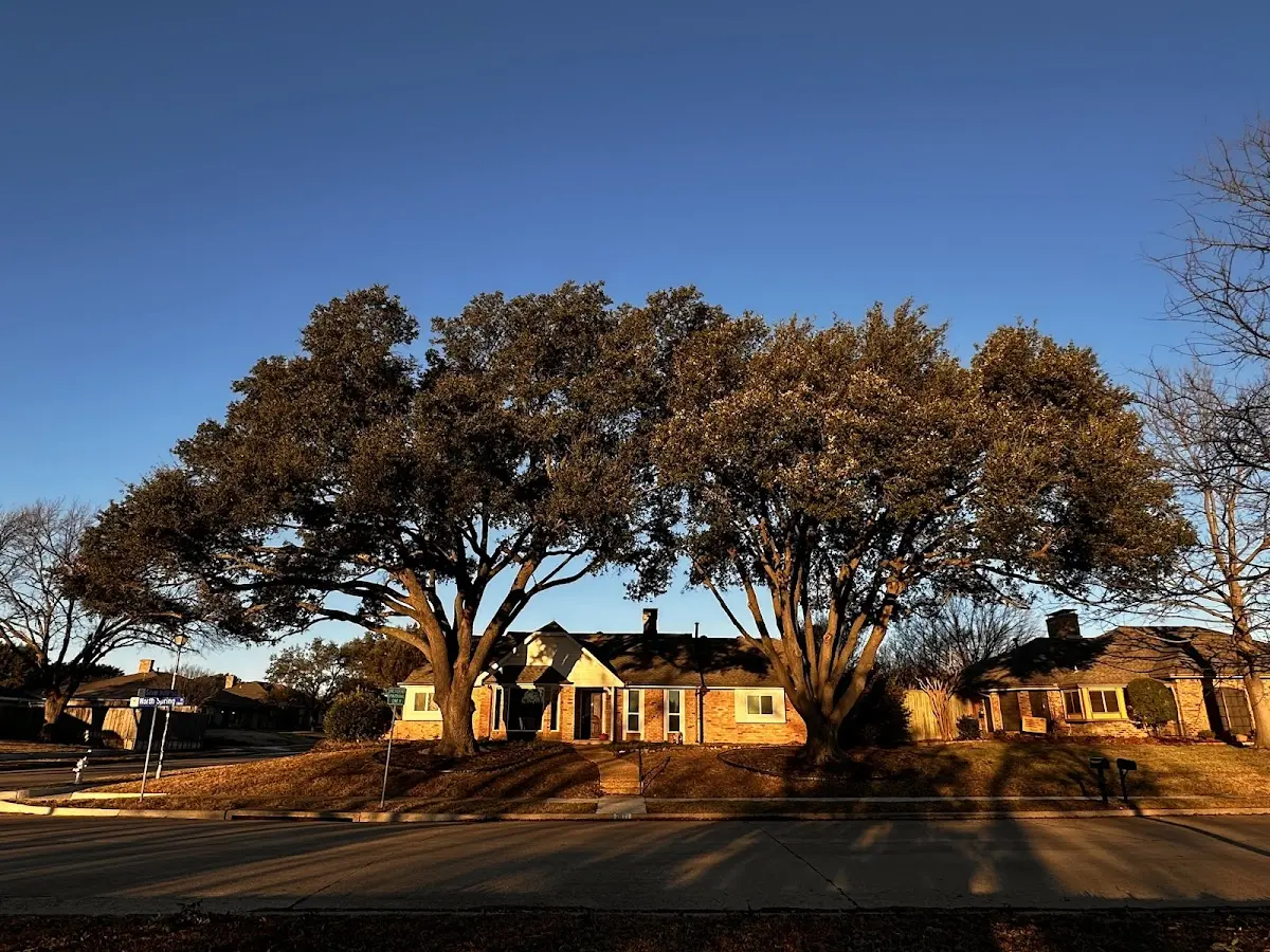 Established residential canopy tree shading a home in Medusa
